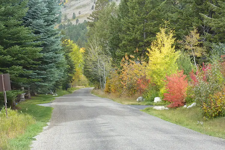 A road with trees along the side in Teton Village, WY.